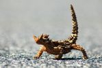 thorny-devil.jpg